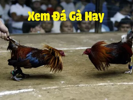 Trực Tiếp Đá Gà C3 Hôm Nay: Trải Nghiệm Đấu Gà Hấp Dẫn Mẹo tham gia cá cược đá gà trực tiếp C3 hiệu quả cho cược thủ